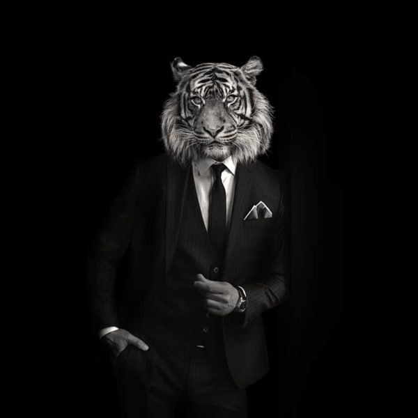 packshot2 pochette costume homme made in France maison fétiche tigre profonseur forets jungle noir et blanc